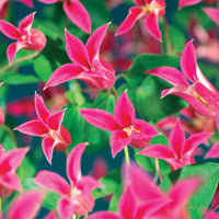 Verkauf Waldrebe Lady Diana ® - Clematis texensis Princess Diana ®