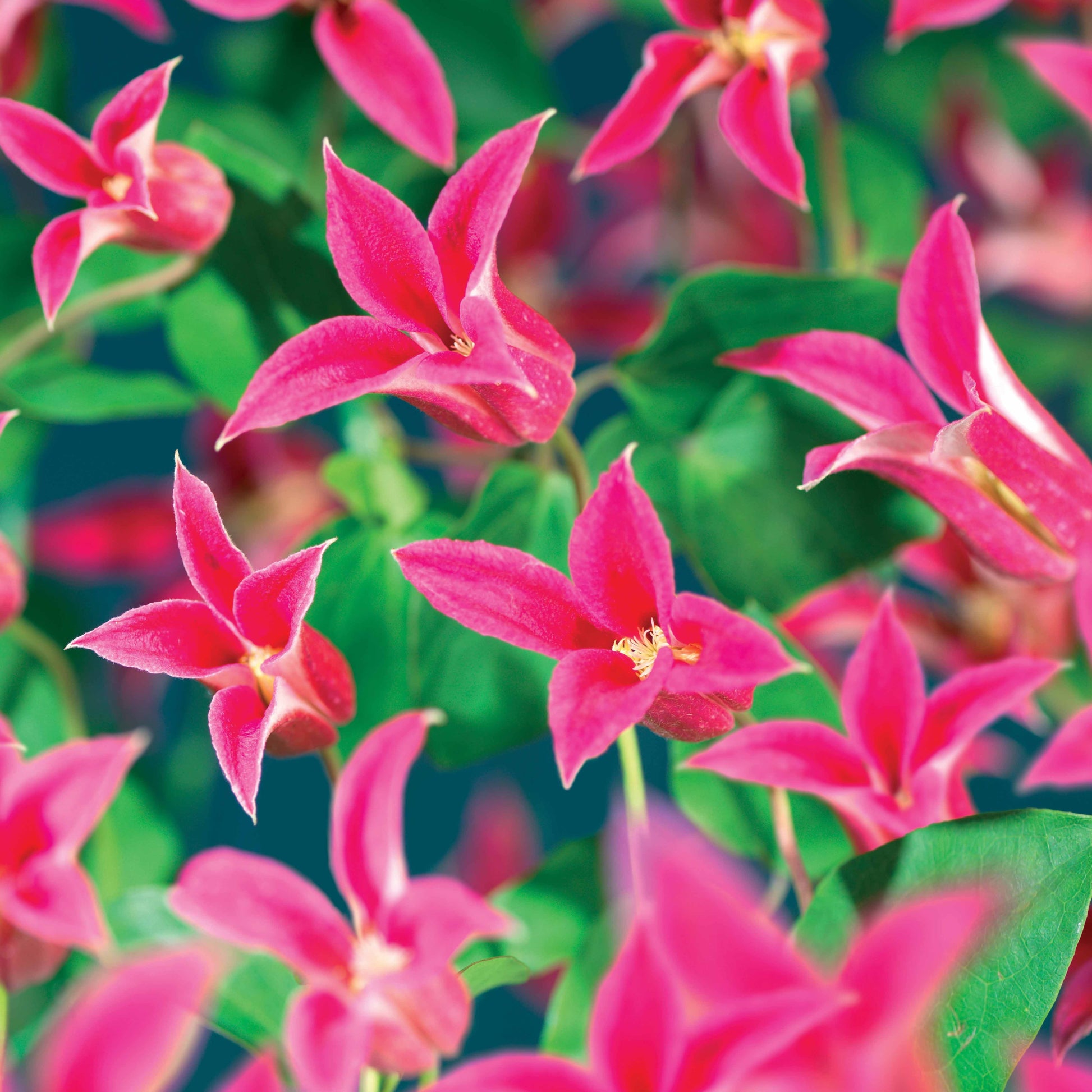 Verkauf Waldrebe Lady Diana ® - Clematis texensis Princess Diana ®