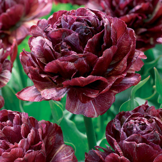 Pfingstrose Tulpe 'Nachtwacht' (x5) - Bakker