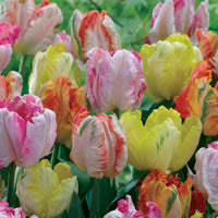 Papageien-Tulpen Pastellmix (x18) - Bakker