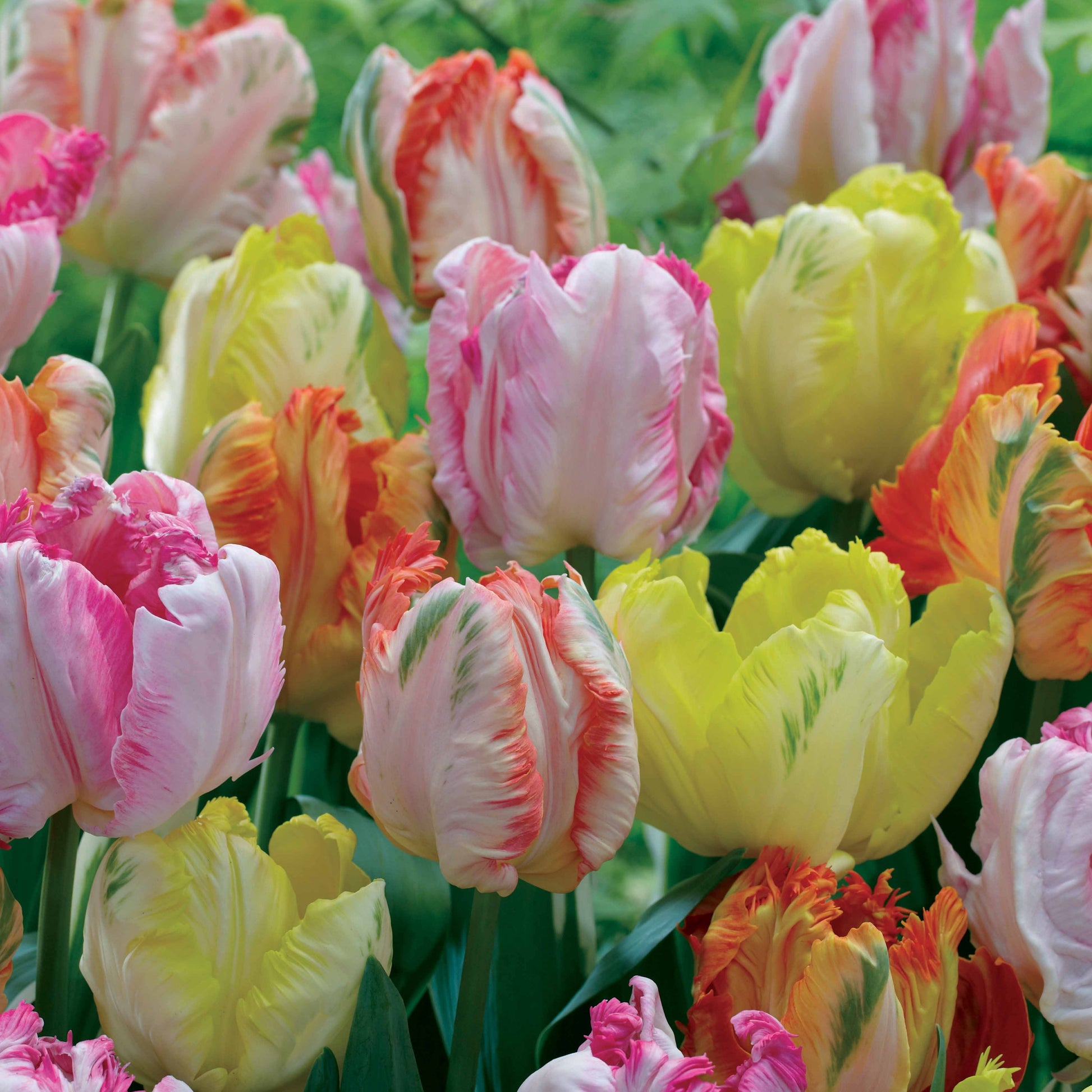 Papageien-Tulpen Pastellmix (x18) - Bakker