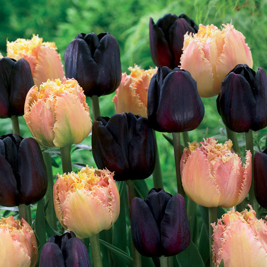 Tulpen Schwarz & Aprikose Farbig (x10) - Bakker