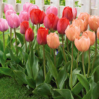 Triumph-Tulpen ‘Van Eijk’ Mix (x25) - Bakker