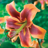 Orientalische Lilie ‘Debby’ (x3) - Bakker