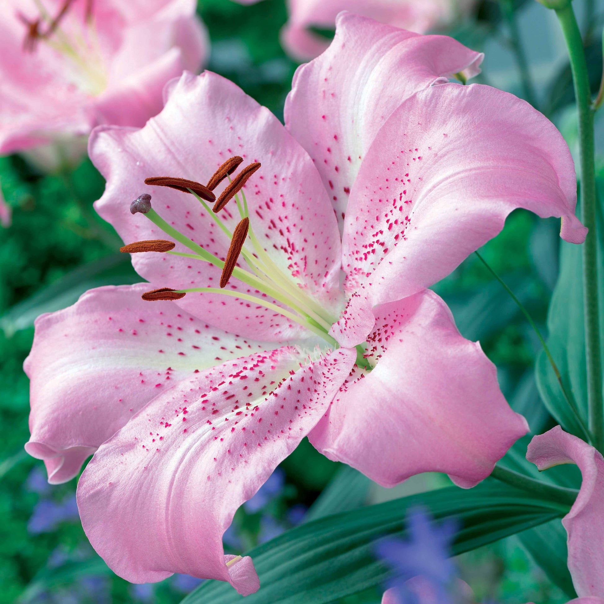 Orientalische Lilien Josephine (x3) - Lilium orientalis josephine - Bakker