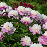Pfingstrose Bowl of Beauty - Bakker