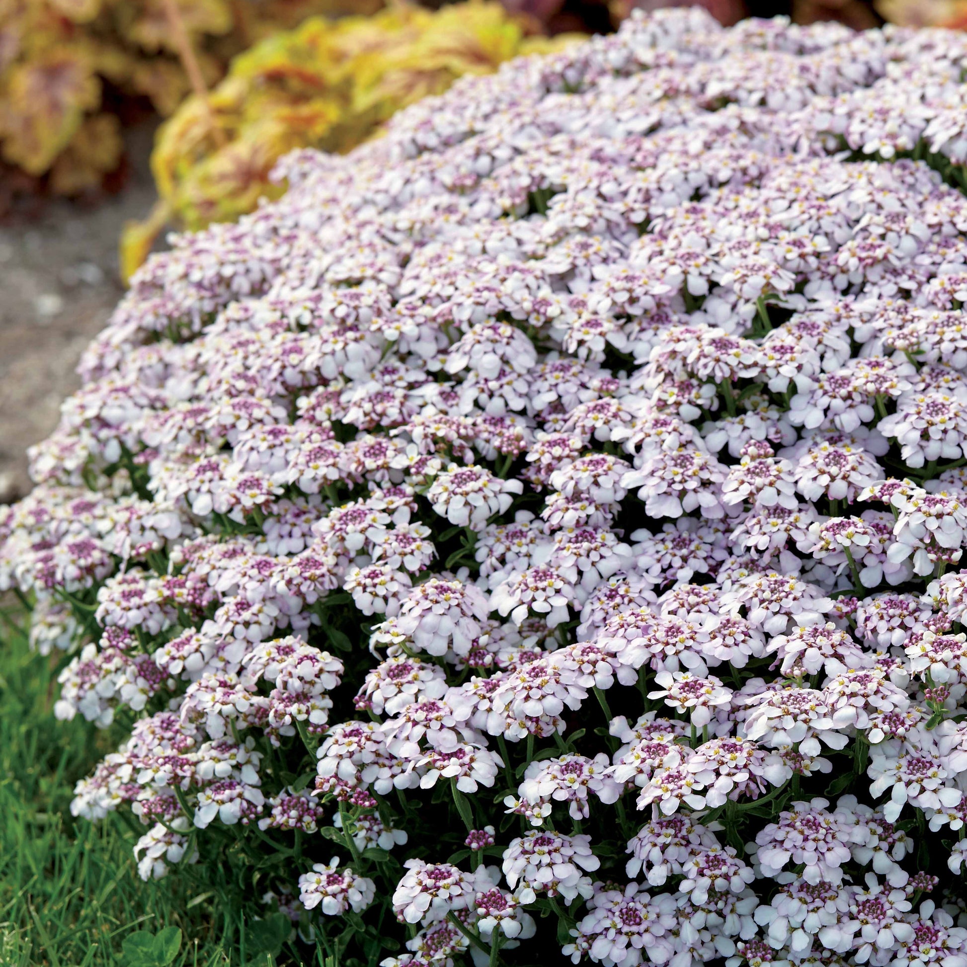 Schleifenblume Pink Ice - Bakker