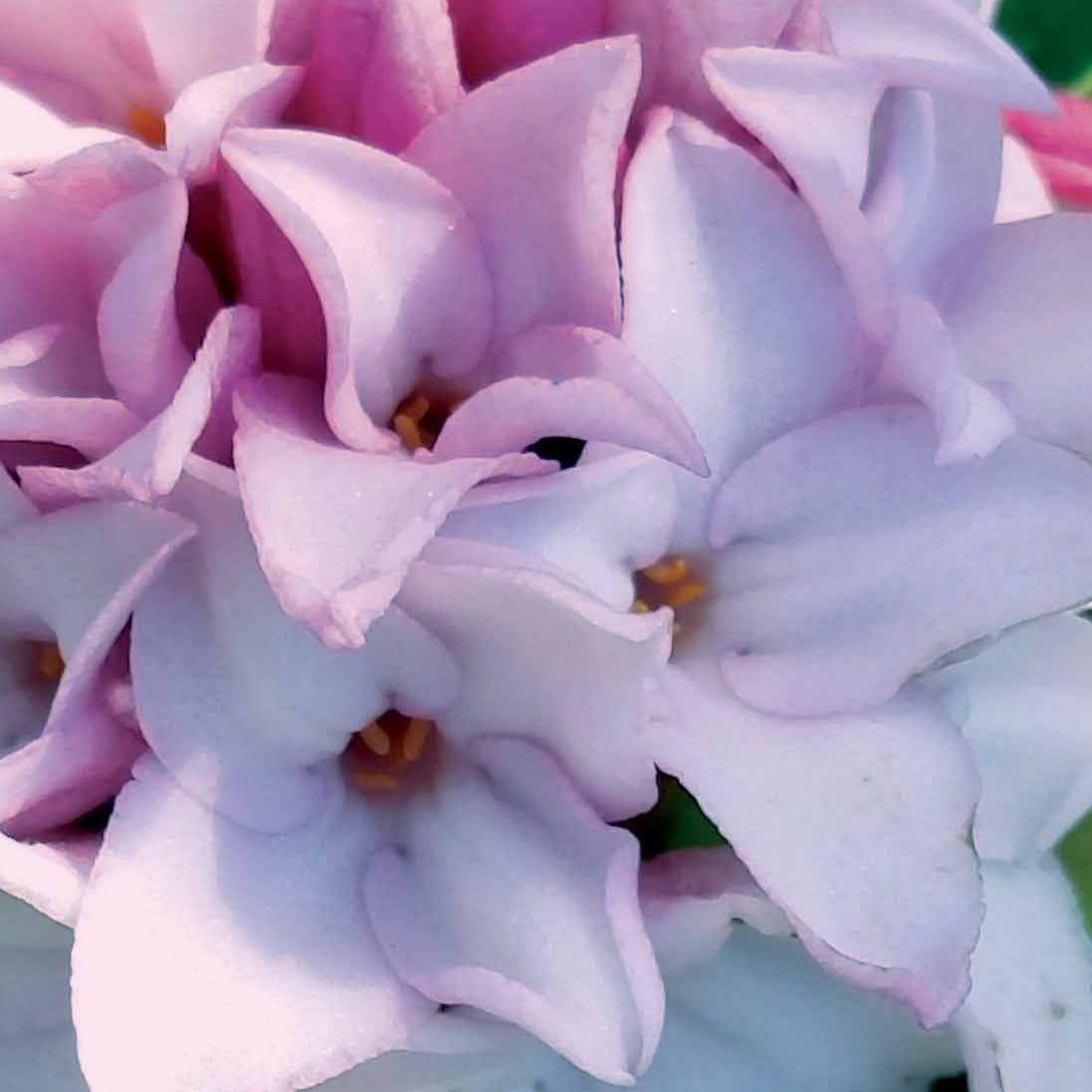 Verkauf Seidelbast ‘Perfume Princess’® - Daphne x  odora x bholua perfume princess ®