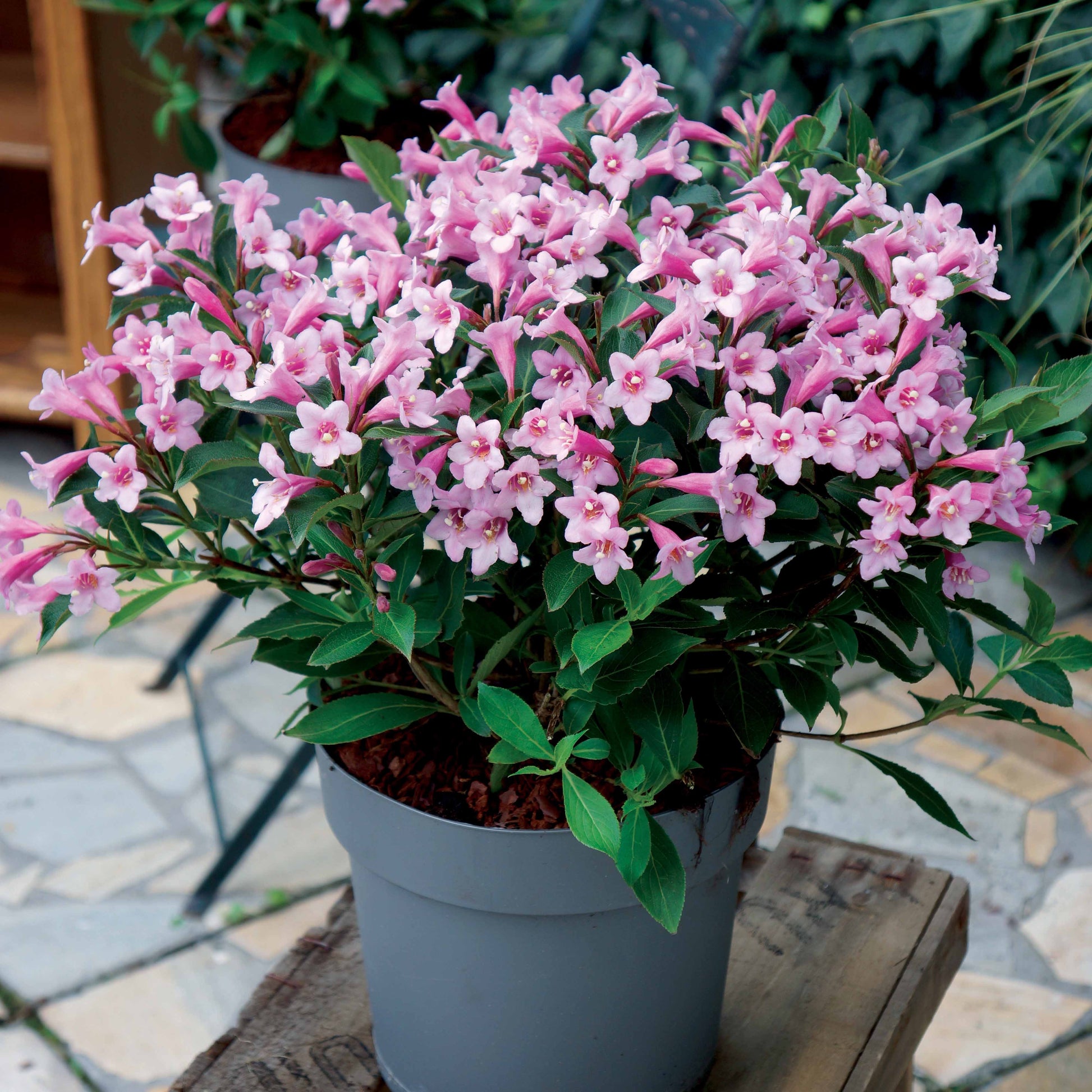 Weigelie Pink Poppet® - Bakker