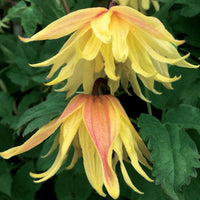 Waldrebe Amber - Clematis chiisanensis Amber - Bakker