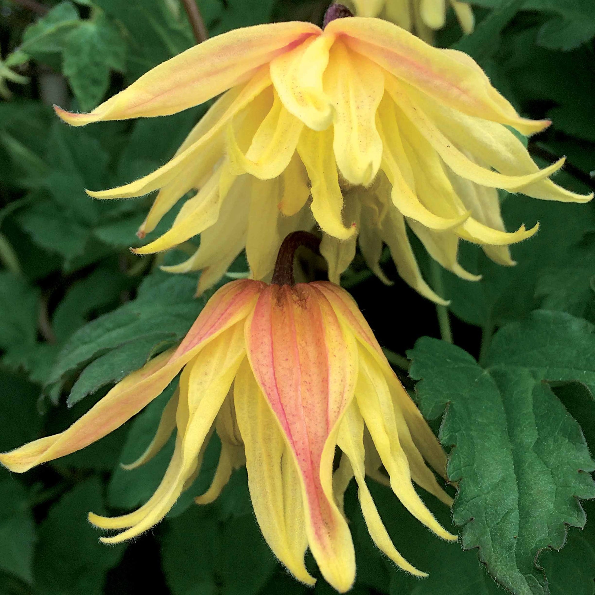 Waldrebe Amber - Clematis chiisanensis Amber - Bakker