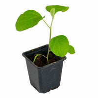 Solanum melongena Baluroi F1 - Auberginenpflanzen ‘Baluroi’ F1 (x3) - Gemüsepflanzen