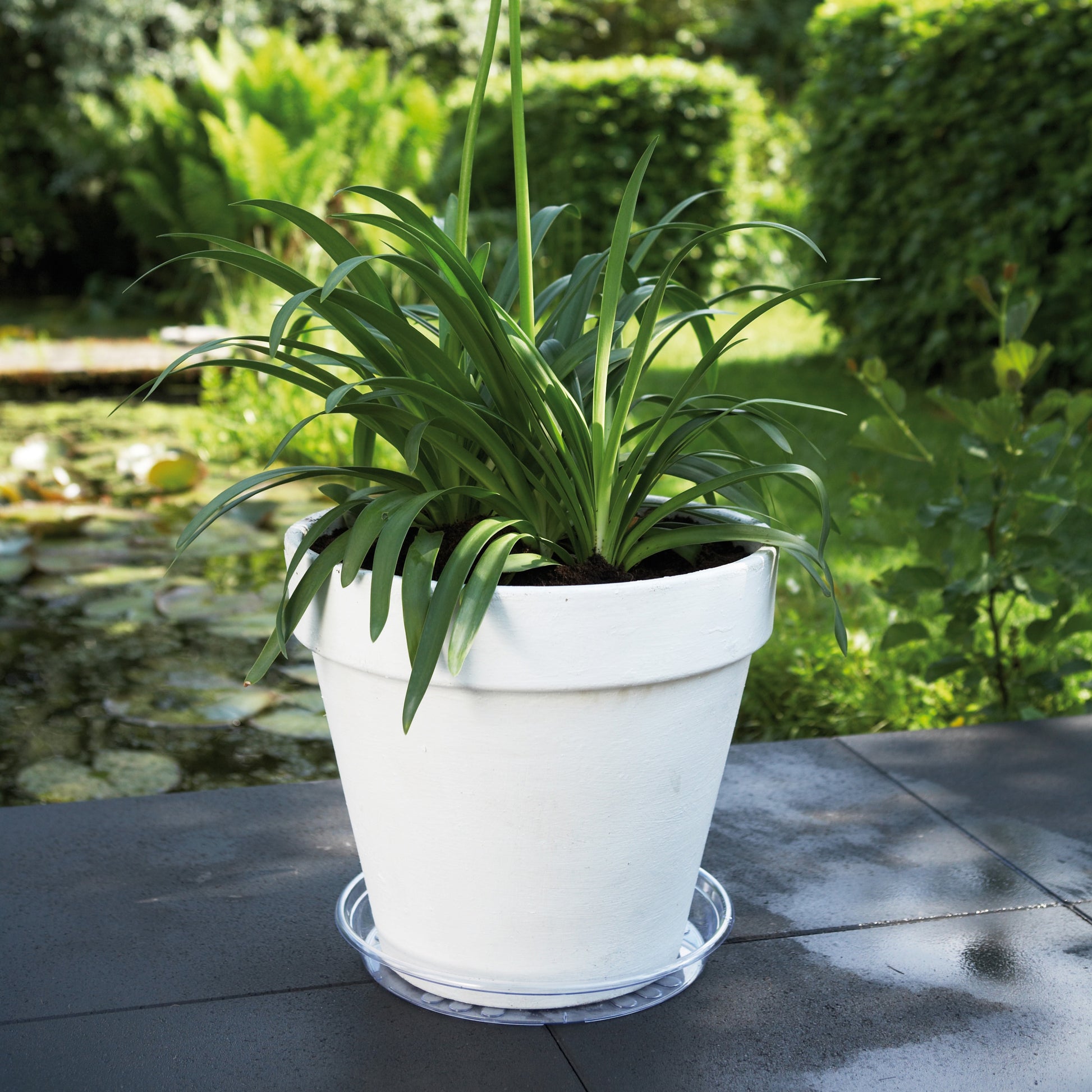 Elho Untertasse Uni-Saucer transparent -  - Bakker