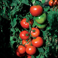 Samen für Tomaten - Tomate Pyros HF1 (Züchtung Clause) - Solanum lycopersicum pyros hf1 (obtention clause)