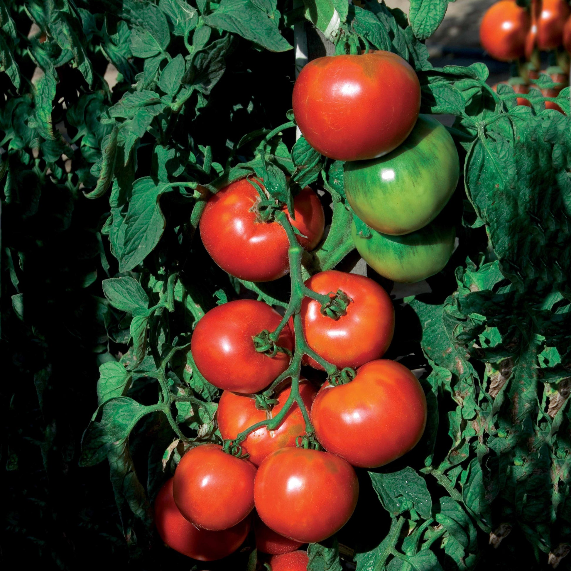 Samen für Tomaten - Tomate Pyros HF1 (Züchtung Clause) - Solanum lycopersicum pyros hf1 (obtention clause)