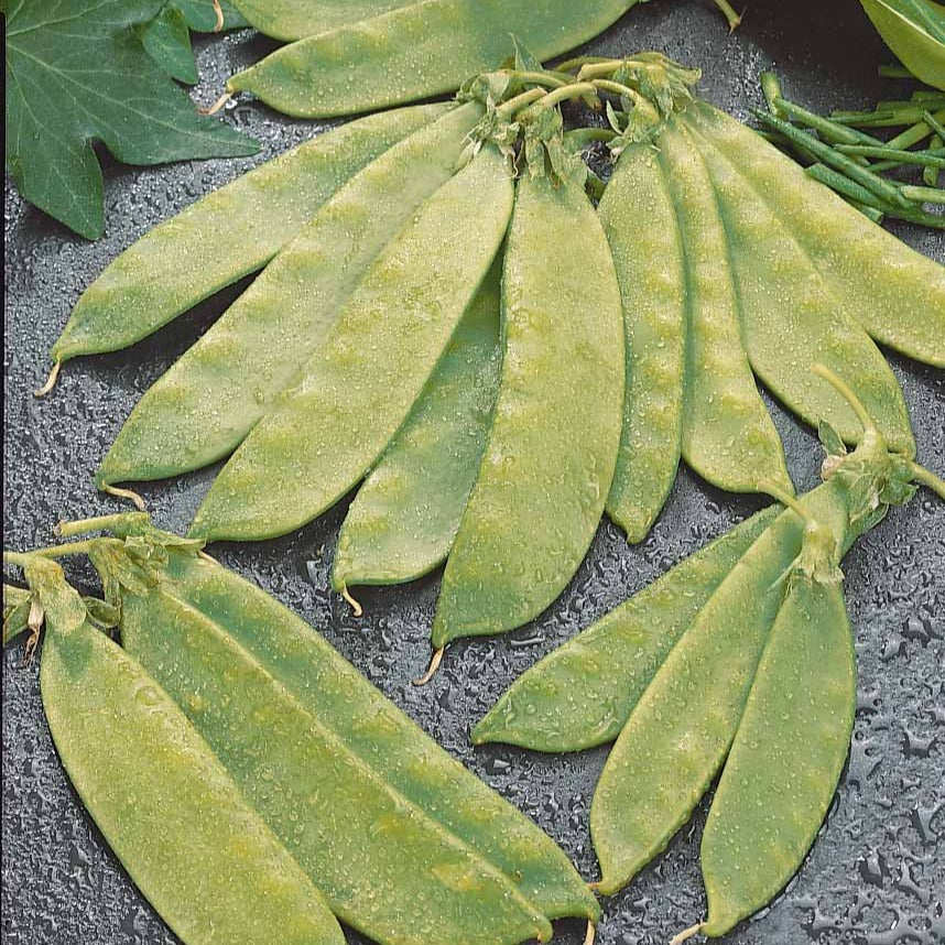 Zuckererbsen Oregon Giant - Pisum sativum oregon giant - Bakker
