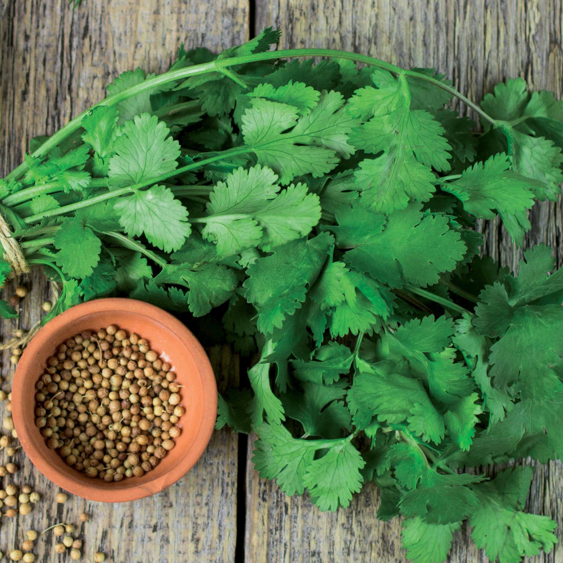 Koriander Slowbolting - Coriandrum sativum slowbolting - Bakker