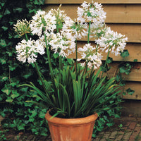 Agapanthus Polar Ice - Weiße Schmucklilie - Agapanthus