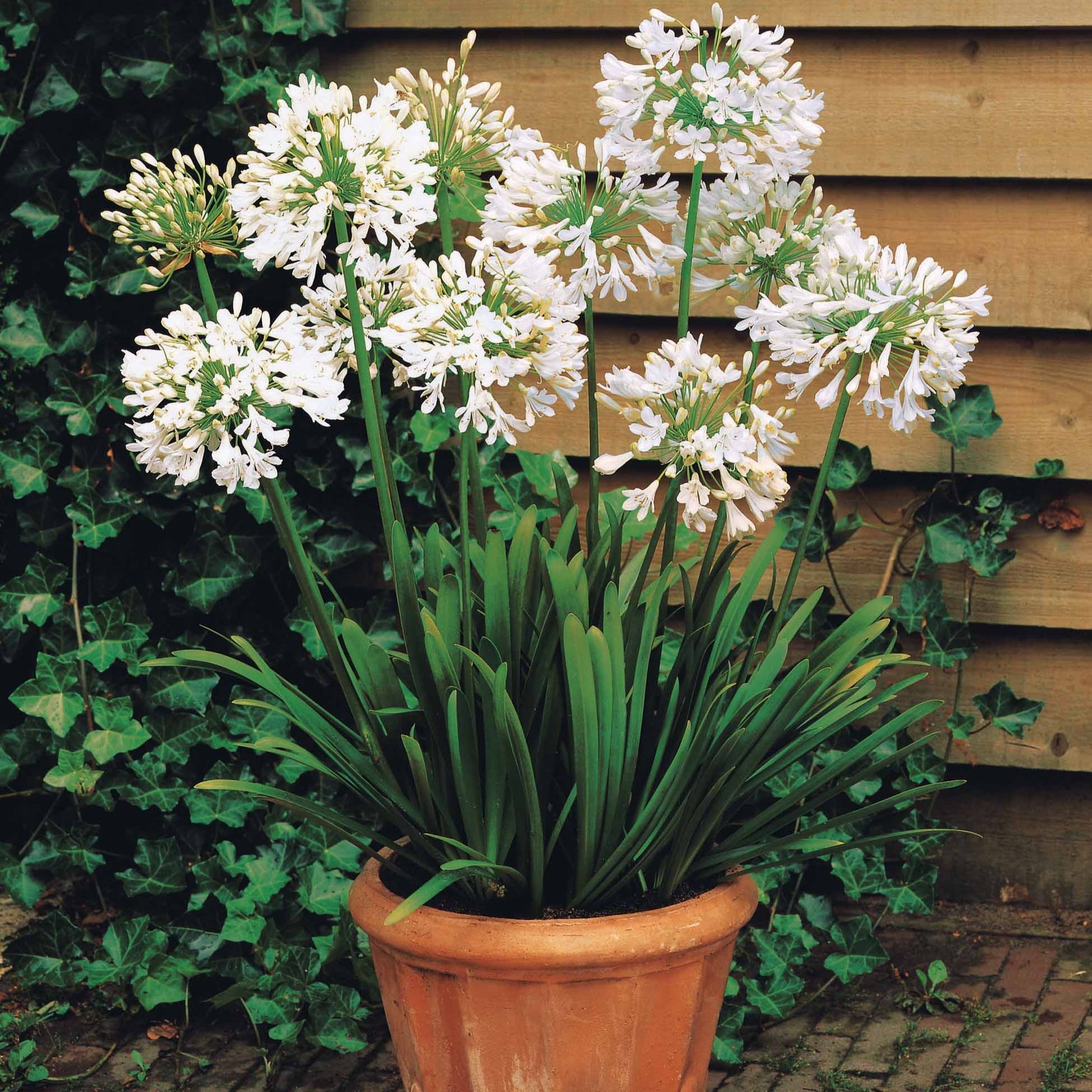 Agapanthus Polar Ice - Weiße Schmucklilie - Agapanthus