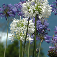 Agapanthus - Weiße Schmucklilie - Agapanthus Polar Ice