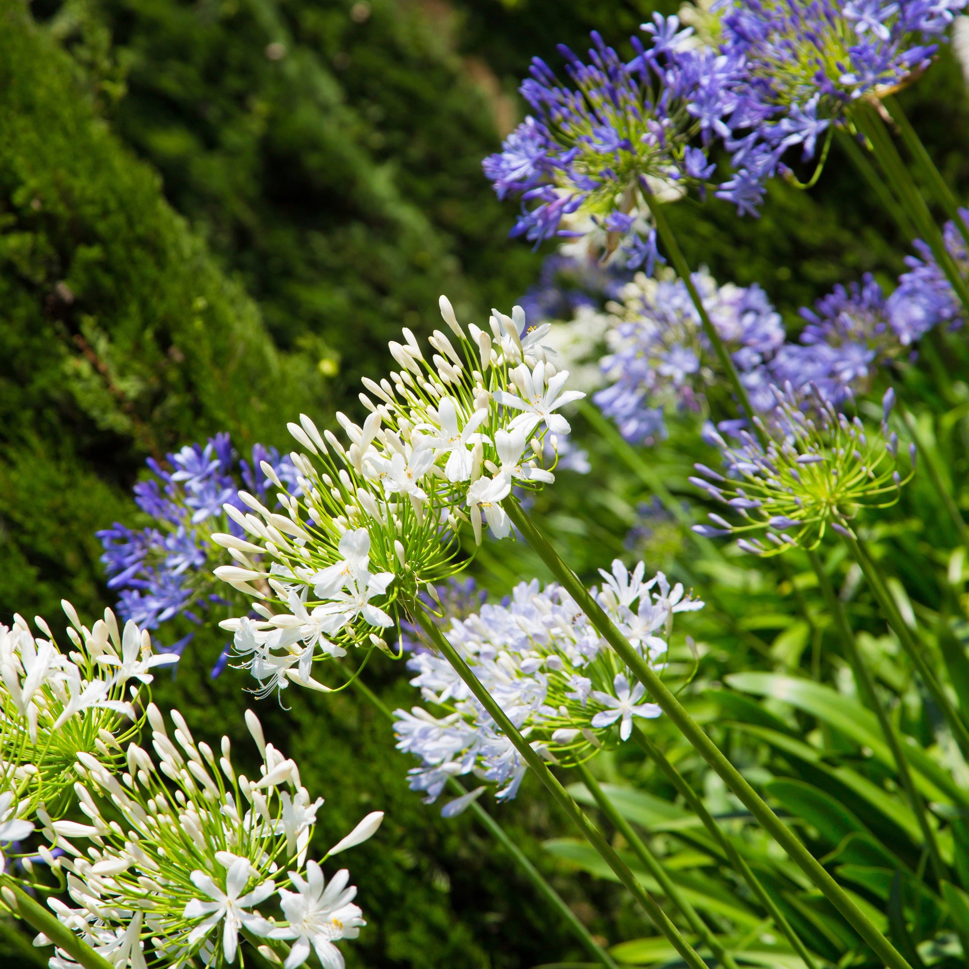 Verkauf Weiße Schmucklilie - Agapanthus Polar Ice