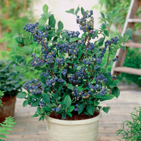 Heidelbeere Top Hat - Vaccinium corymbosum top hat - Bakker