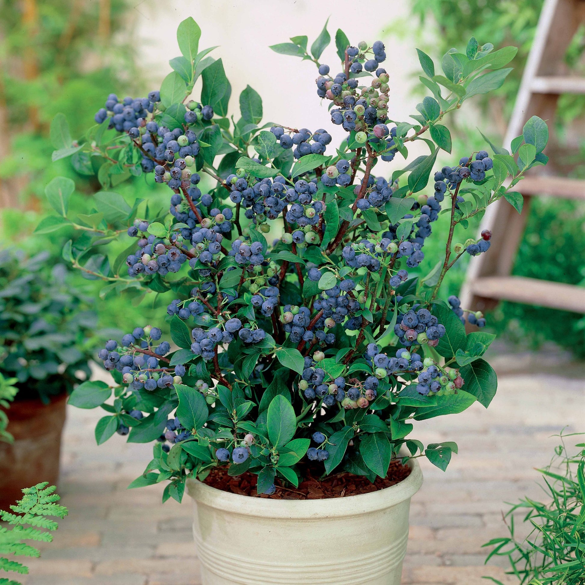 Heidelbeere Top Hat - Vaccinium corymbosum top hat - Bakker