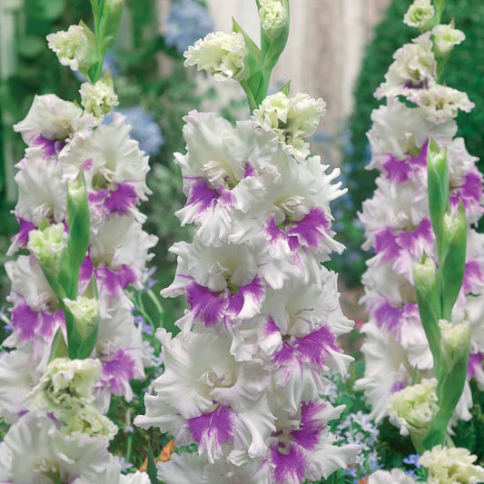 Gladiole Kirov (x10) - Bakker
