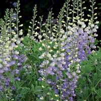 Indigolupine Lunar Eclipse - Baptisia lunar Eclipse - Bakker