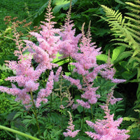 Prachtspiere New Wave (x3) - Astilbe new wave - Bakker