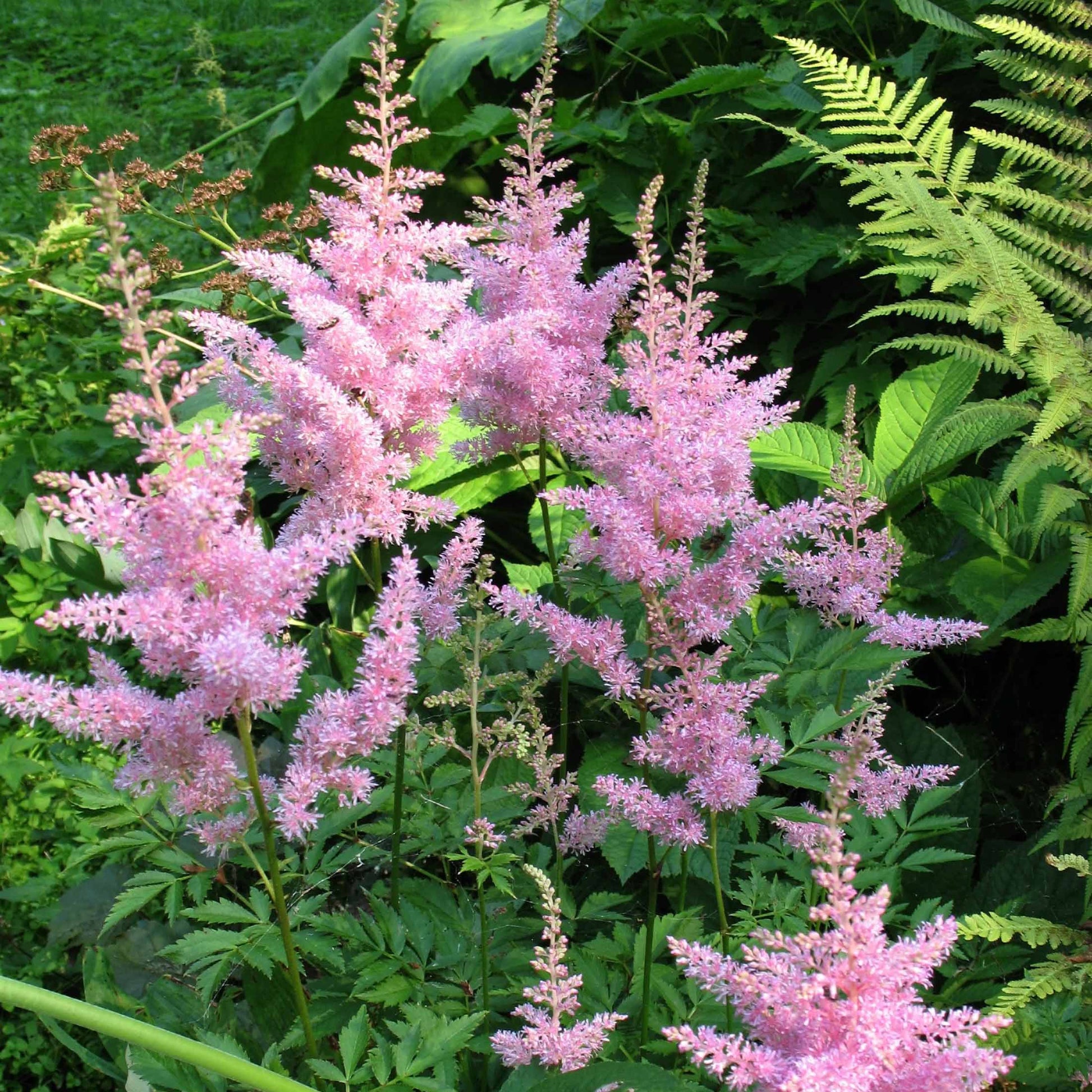 Prachtspiere New Wave (x3) - Astilbe new wave - Bakker