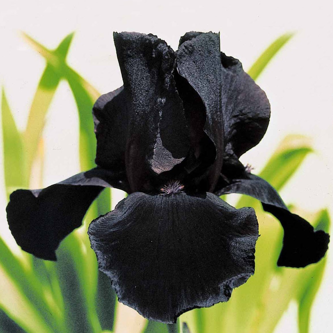 Bart-Schwertlilie ‘Study in Black’ (x2) - Iris germanica study in black - Bakker