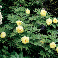Paeonia itoh bartzella - Pfingstrose Itoh Bartzella - Pfingstrosen