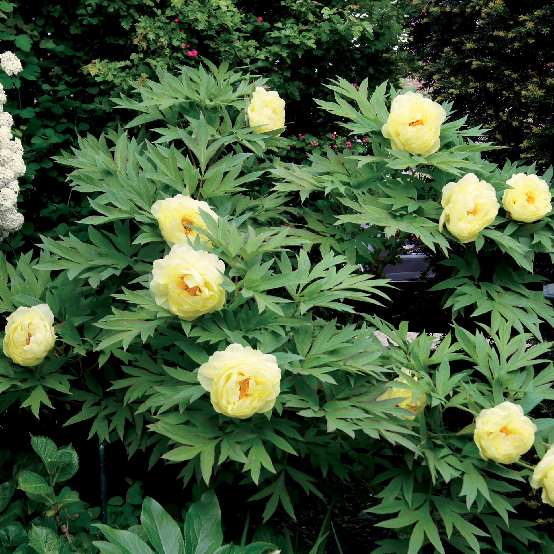 Paeonia itoh bartzella - Pfingstrose Itoh Bartzella - Pfingstrosen