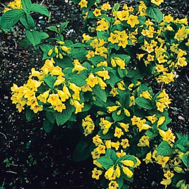 Blühende Sträucher - Gelbe Weigelie - Weigela middendorffiana