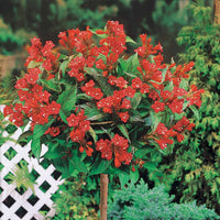 Weigelie Bristol Ruby auf Stamm - Bakker