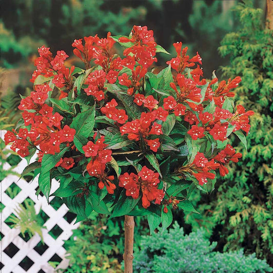 Weigelie Bristol Ruby auf Stamm - Bakker