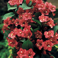 Weigelie Bristol Ruby auf Stamm - Weigela bristol ruby - Bakker