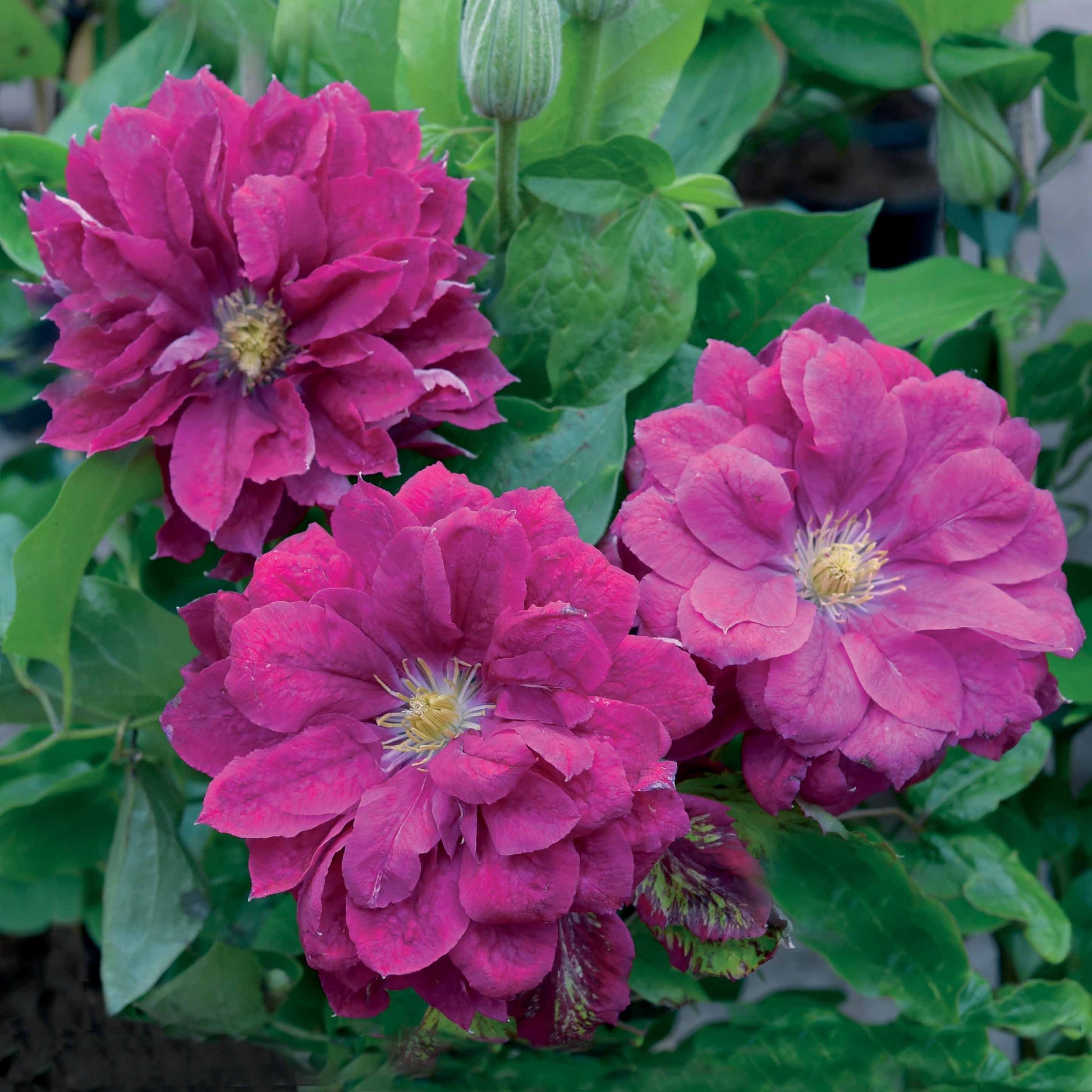 Waldrebe ‘Red Star’ - Clematis red star - Bakker