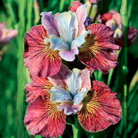 Sibirische Schwertlilie Painted Women (x2) - Iris sibirica painted women - Bakker