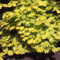 Acer shirasawanum aureum - Gold-Ahorn ‘Aureum’ - Japanischer Ahorn