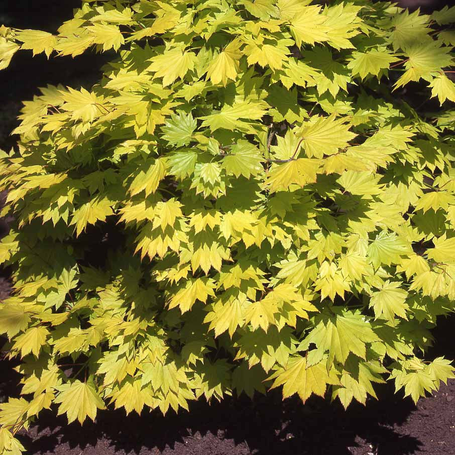 Acer shirasawanum aureum - Gold-Ahorn ‘Aureum’ - Japanischer Ahorn