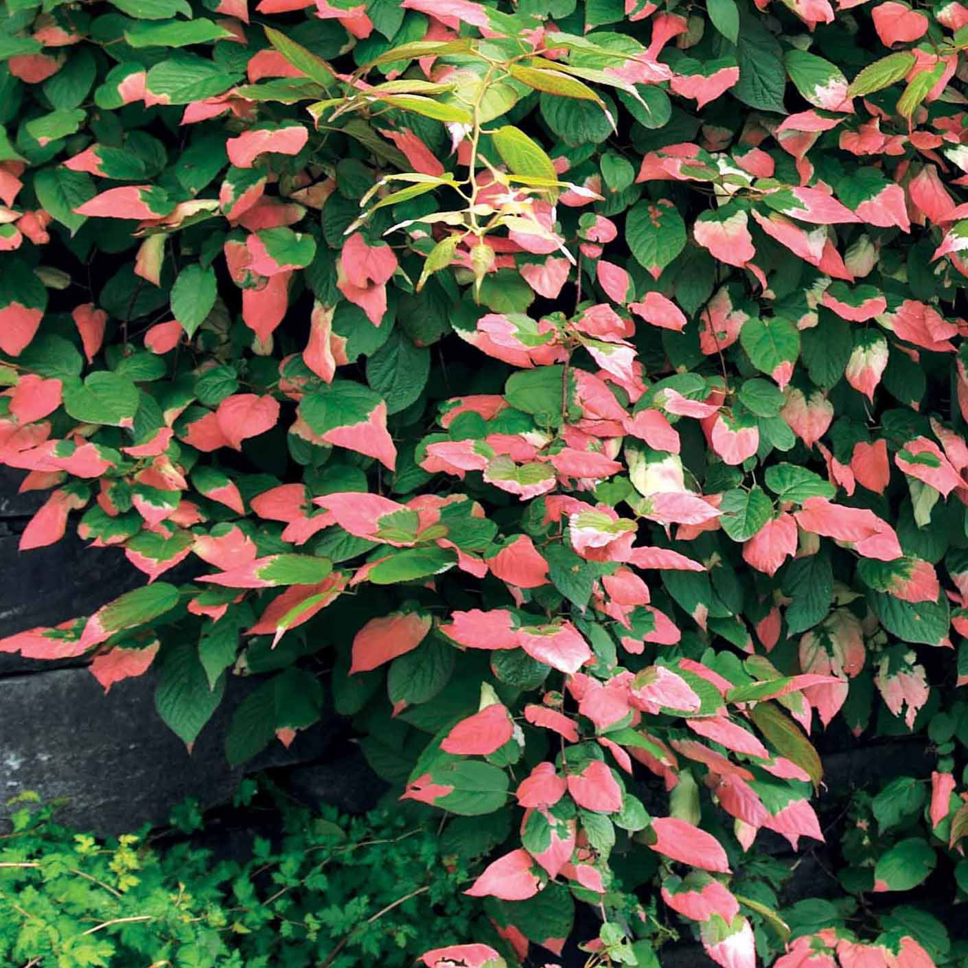 Buntlaubige Zierkiwi - Actinidia kolomikta - Bakker