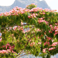 Rosa Seidenbaum - Albizia julibrissin rosea - Bakker