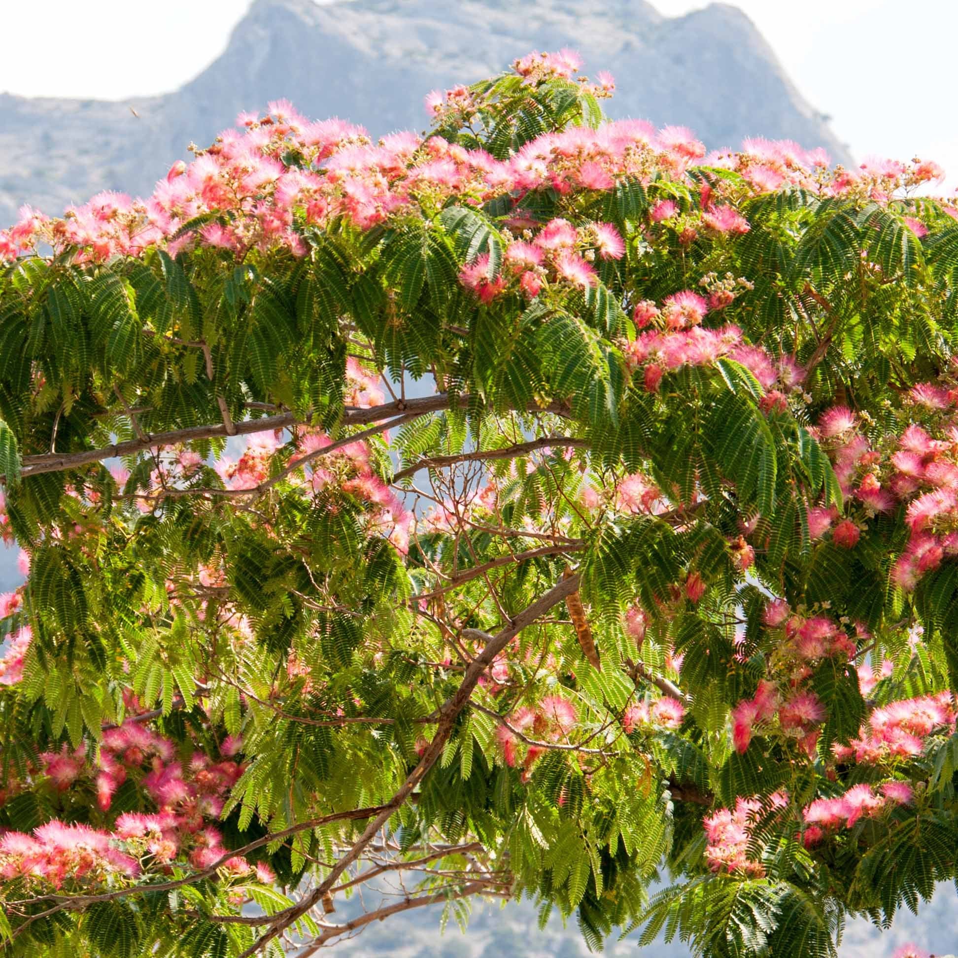 Rosa Seidenbaum - Albizia julibrissin rosea - Bakker