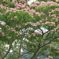 Verkauf Rosa Seidenbaum - Albizia julibrissin rosea