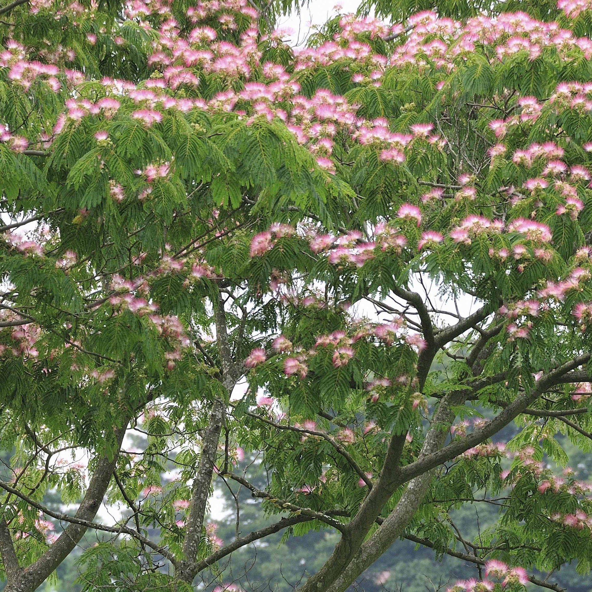 Verkauf Rosa Seidenbaum - Albizia julibrissin rosea
