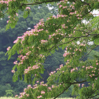 Verkauf Rosa Seidenbaum