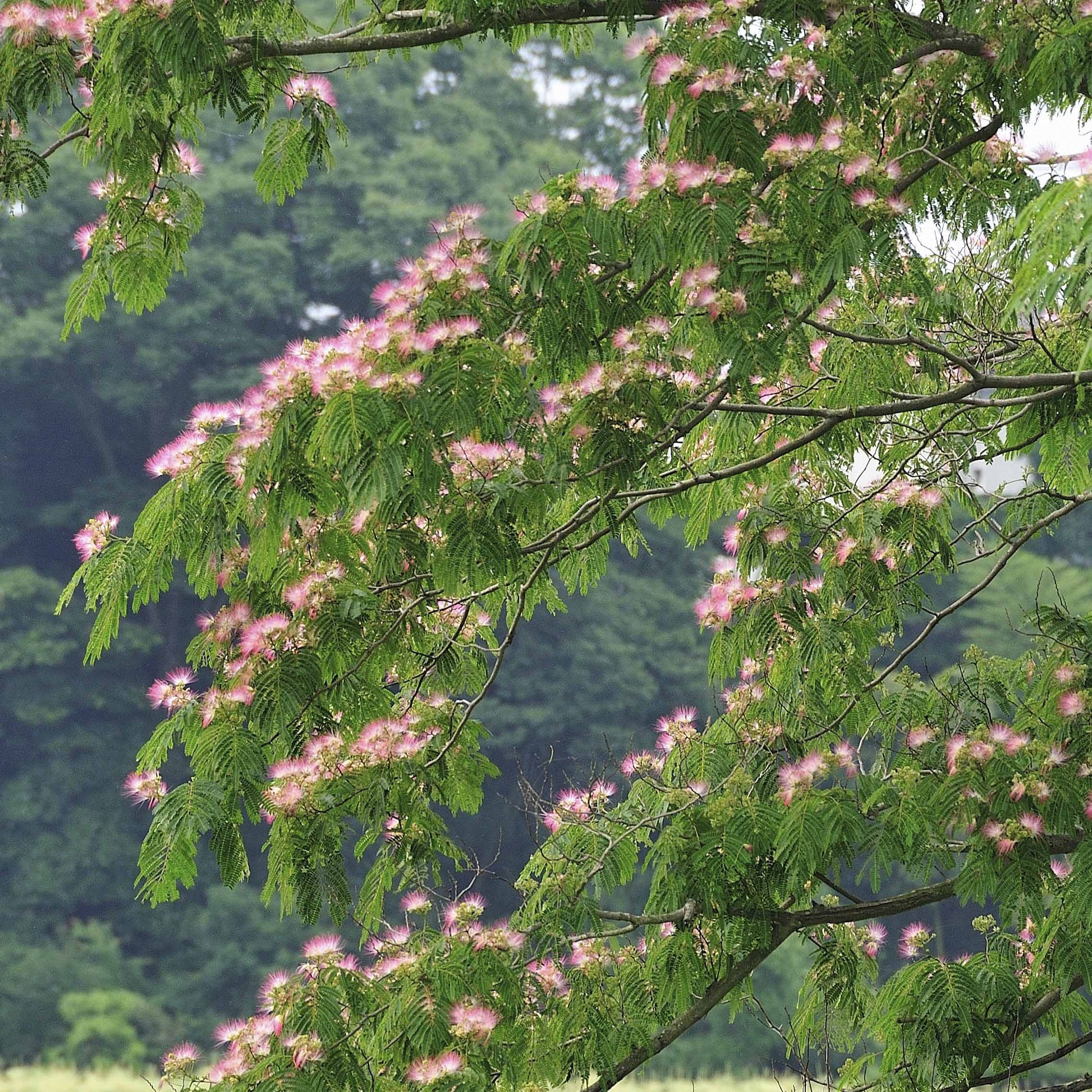 Verkauf Rosa Seidenbaum
