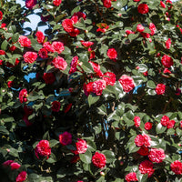 Kamelie - Japanische Kamelie ‘Lady Campbell’ - Camellia japonica Lady Campbell
